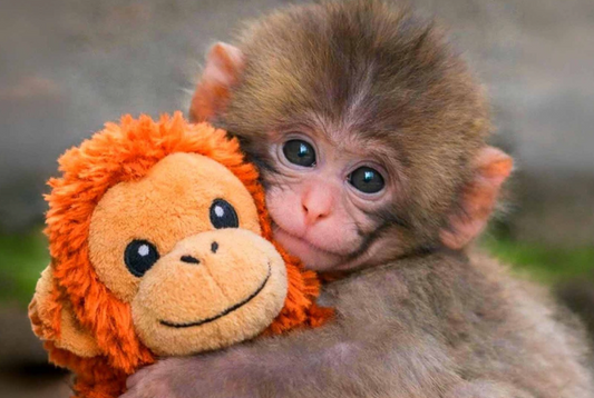 Peluche de orangután viral de JUNGLE FOREST – Auténtico mono de IKEA